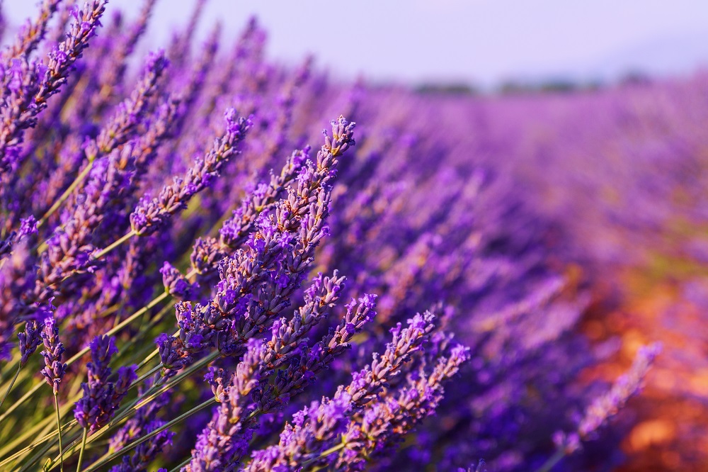 Lavender Oil Uses and Benefits